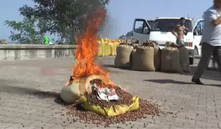 Fındık Fiyatına Fındığını Yakarak Tepki Gösterdi