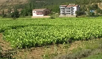 Adıyaman'da Tütün Hasadı Başladı