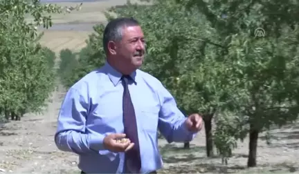 Badem Ekiyor