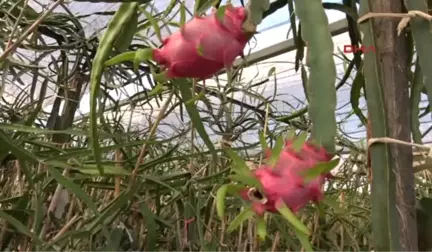 Mersin' de Pitaya Hasadına Başlandı