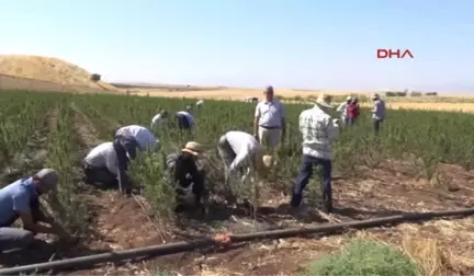 Adıyaman'dan Yurt Geneline Fidan