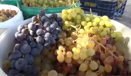 Adıyaman'da Bağbozumu Zamanı