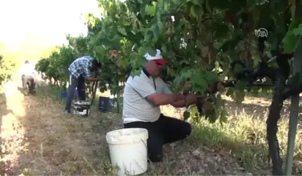 Akseki Pekmezinin Lezzet Sırrı Toprağında