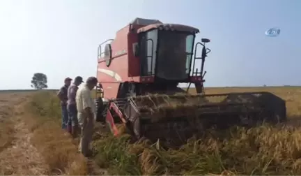 Mahkumların Ürettiği 14 Ton Pirinç Satışa Sunuldu