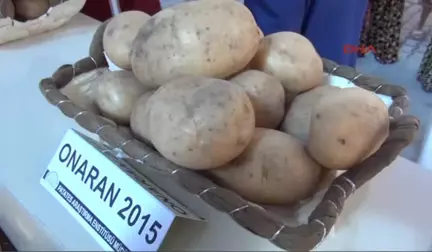 Niğde'de Milli Patateslerin Hasadı Yapıldı