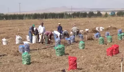 Niğde'de Patates Hasadı Başladı