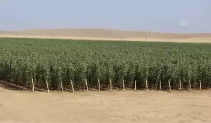 Niğde'den Türk Cumhuriyetleri'ne Fidan İhracatı