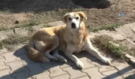 Esenyurt'ta Hayvanları Koruma Günü'nünde Köpek Güzellik Yarışması