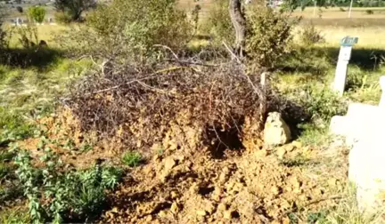 Ceset Yiyen Ayı, Kastamonu'da Yeniden Ortaya Çıktı