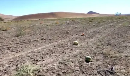 Muş'ta Karpuzlar Tarlada Kaldı Hayvanlara Yem Oldu