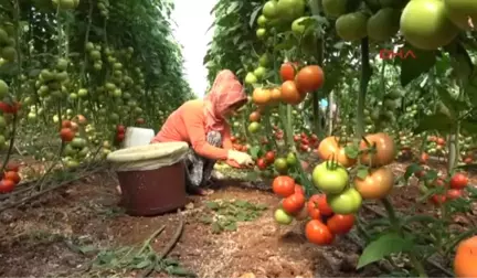 Mersin Domates Üreticisi Pazar Arayışında