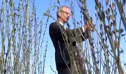 Antalya'da Türünün Tek Örneği Olan Bir Susam Çeşidi Bulundu