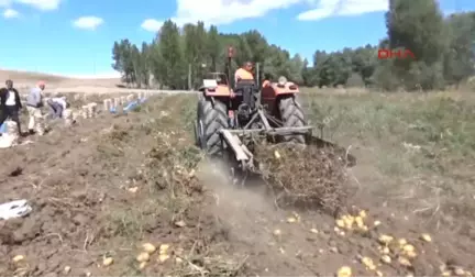 Yozgat Patates Ekimi Yapan Çiftçilerin Pazar ve İşçi Sıkıntısı