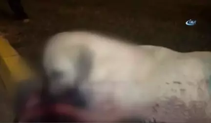 Gaziantep'te Vahşet... Köpekleri Silahla Vurup Cadde Ortasına Attılar