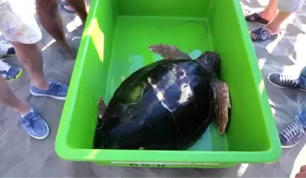 Tedavisi Tamamlanan Caretta Caretta Denize Bırakıldı