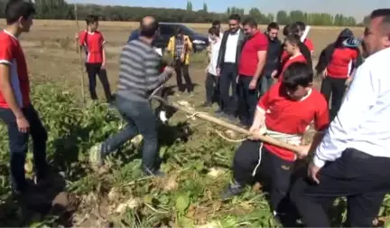 Rizeli Gençler, Elbistan'da Horon Eşliğinde Pancar Söktü