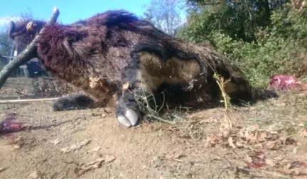 Bilecik'te 300 Kilo Ağırlığında Domuzu Vuran Avcılar Şaşkına Döndü