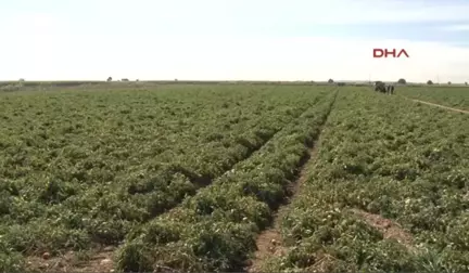 Çanakkale'de Domates Son Hasatta Yüz Güldürdü