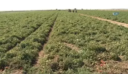 Meşhur Çanakkale Domatesi 10 Günde 3 Kat Zamlandı