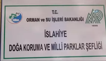 İslahiye de Yaralı Yavru Bir Atmaca Bulundu