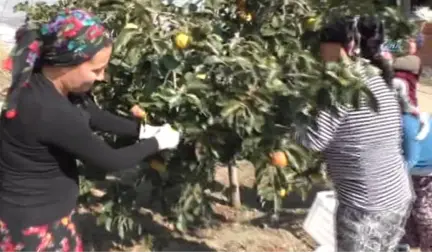 Cennet'ten Gelen Tatlar' Projesi ile Emine Erdoğan'ın Dikkatini Çekti