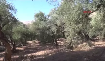 Mardin Derik'te Zeytin Hasadı Başladı: Üretici Üzgün