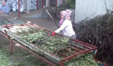 Dörtyol'da Defne Yaprağı Geçim Kaynağı Oldu