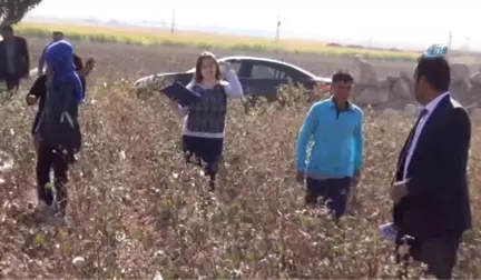 Pamuk Toplayan Öğrenciler Okula Götürülmek İçin Tarlalardan Toplandı