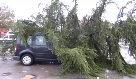 Yağmura Dayanamayan Ağaç Seyir Halindeki Aracın Üzerine Devrildi