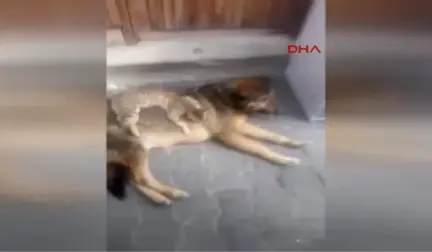 Rize'nin İkizdere İlçesi'nde Kedi ile Köpeğin Dostluğu İlgi Çekiyor.