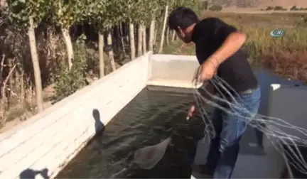 Uluslararası İlişkiler Mezunu Köyde Balık Yetiştiriyor