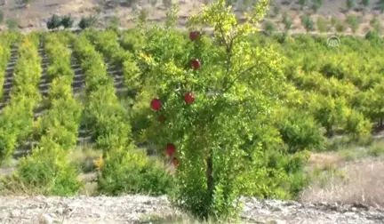 Adıyaman'dan Almanya'ya Nar İhracatı