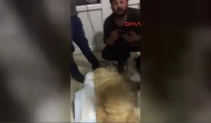 Sivas Kan Nakli 'Şanslı'yı Hayata Döndürdü