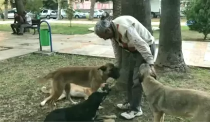 Adana'daki Sokak Köpekleri Onun Yolunu Gözlüyor