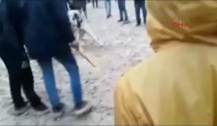 Adıyaman Köpek Dövüştürenlere Operasyon