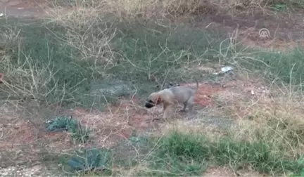 Bir Aylık Köpeğin Kulağını Kestiler