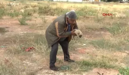 Gaziantep Yavru Köpeği, Kulaklarını Kesip, Araziye Attılar