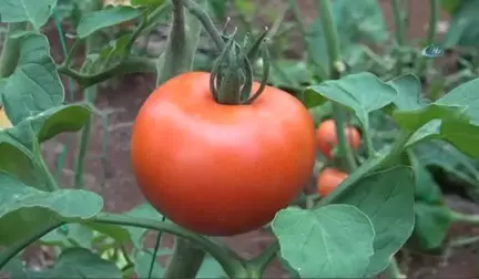 Rusya Kapısını 50 Bin Ton Türk Domatesi İçin Açıyor