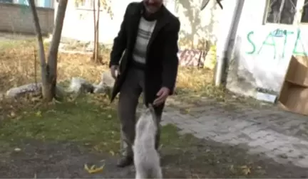 Ağrılı Vatandaş Gözü Kör Olan Kedi İçin Yardım Bekliyor