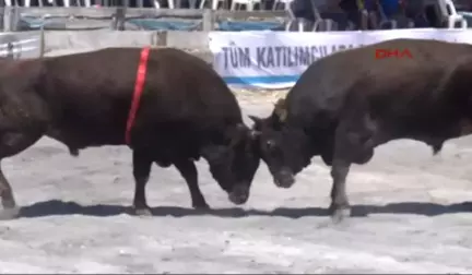 Aydın Türkiye'nin Şampiyon Boğaları Aydın'da Güreşecek