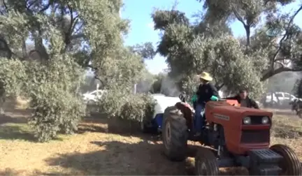 Halkalı Leke' ile Mücadelede Son Etap Başladı