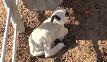 Niğde Üniversite Hayvancılığı Bırakan Köylülere Koyun Dağıttı