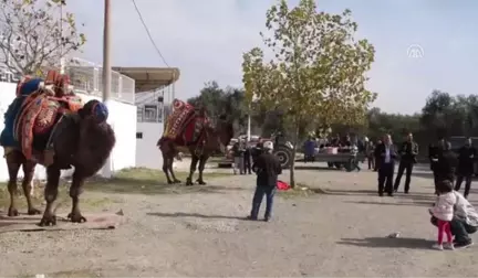 Güreşçi Develere Havut Giydirildi - Balıkesir