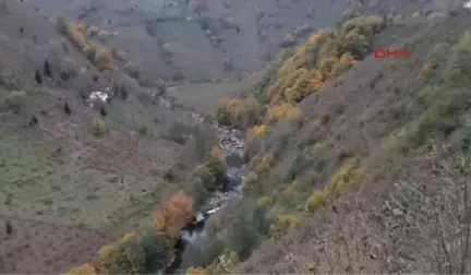 Ordu Turnasuyu Vadisi'nde Renk Cümbüşü