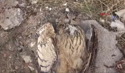 Tunceli Nesli Tükenmek Üzere Olan Puhu Kuşu, Elektrik Akımına Kapılarak Telef Oldu