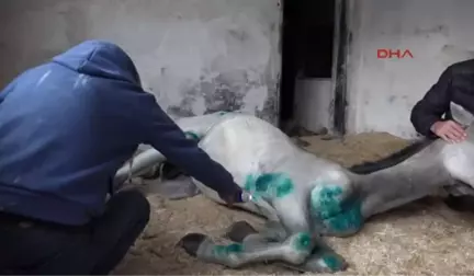 Antalya Toynak Yerine Ayağına Çakılan Çiviler Atı Sakatladı