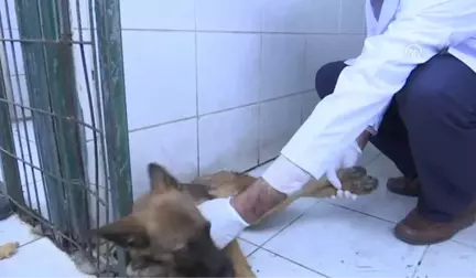 Felçli Köpek Su Borusu ve Kovayla Hayata Tutundu