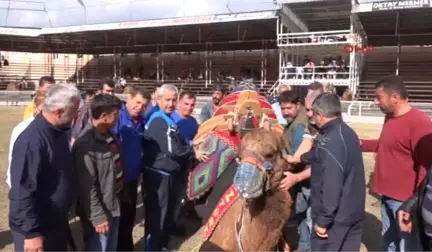 Antalya Kumluca'da Develer Meydana Çıktı