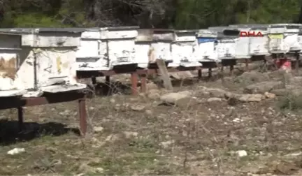 Antalya Manavgat Domuz Çiftliğine Tepki