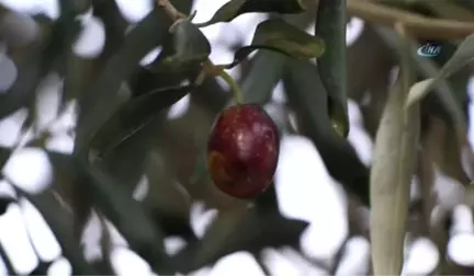 Yağışlar Zeytin Rezervlerini Dolduruyor